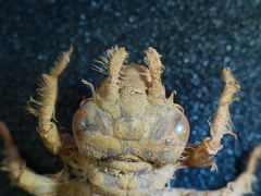 Ophiogomphus colubrinus