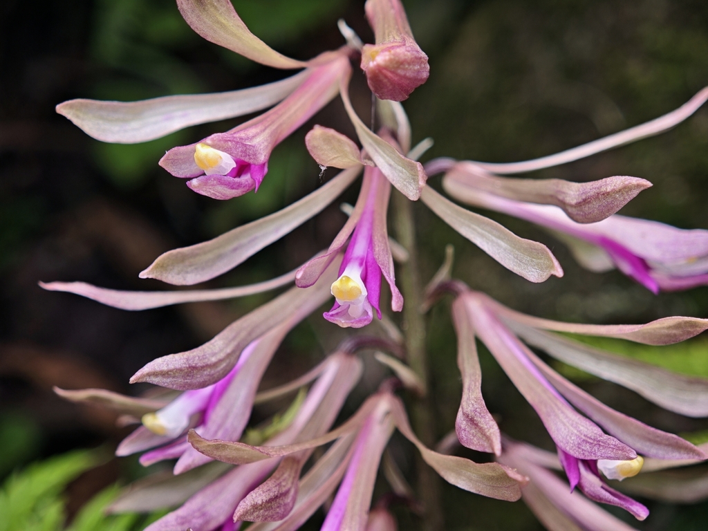 Cremastra appendiculata (Cremastra appendiculata)
