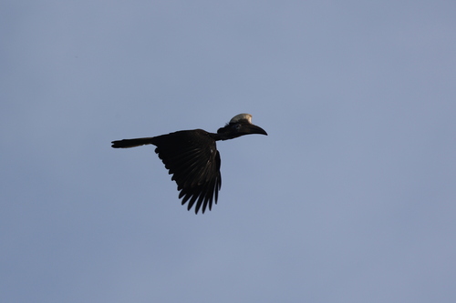Yellow-casqued Hornbill