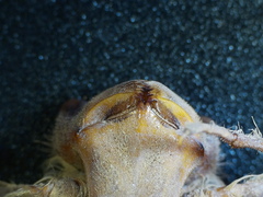 Cordulegaster maculata