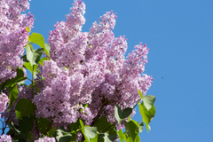 Syringa vulgaris