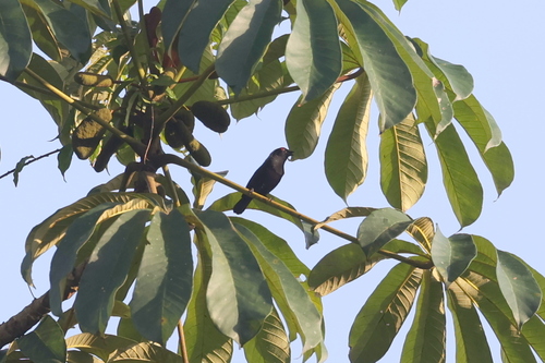 iNaturalist image