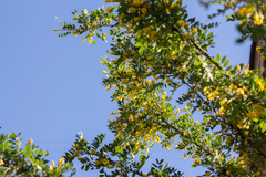 Caragana arborescens