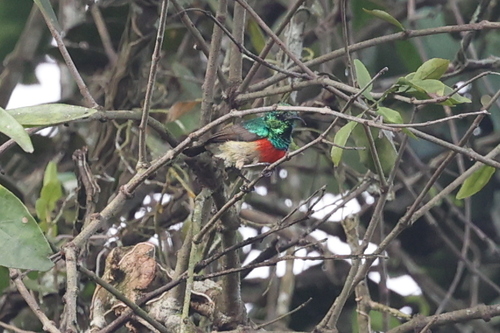 Olive-bellied Sunbird