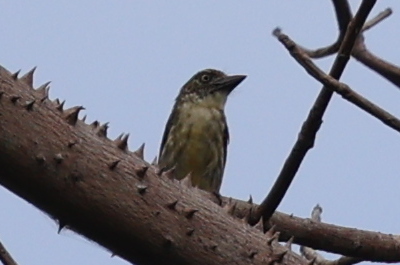 Speckled Tinkerbird