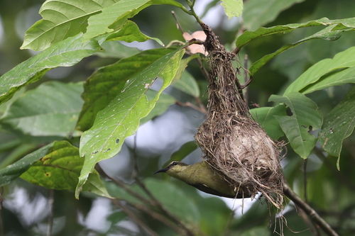 Superb Sunbird