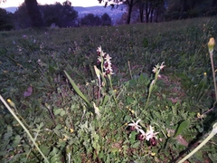 Ophrys exaltata arachnitiformis