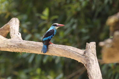 Blue-breasted Kingfisher