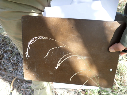 Leptochloa decipiens observed 2026-04-20