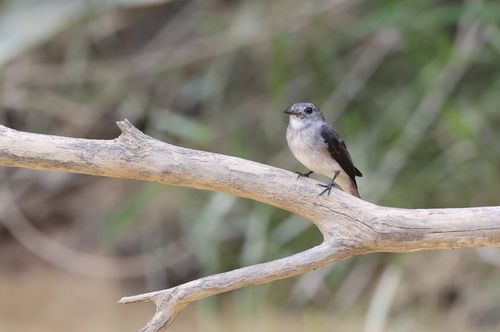 Cassin's Flycatcher
