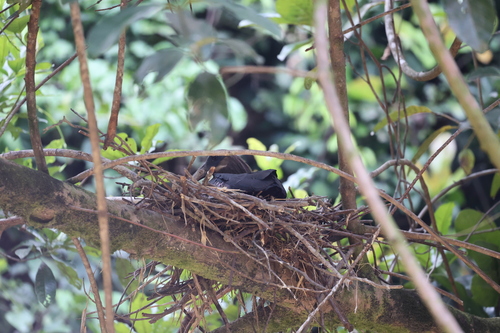 Olive Ibis