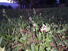 Ophrys exaltata arachnitiformis