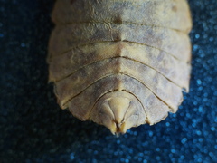 Ophiogomphus colubrinus