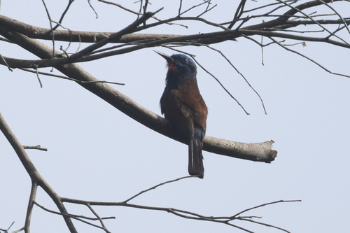 Blue-moustached Bee-eater