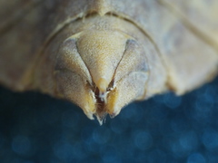 Ophiogomphus colubrinus