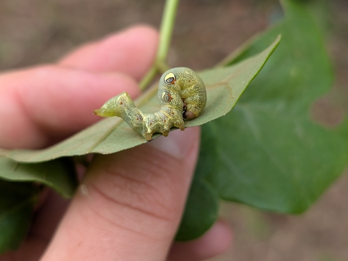 Common Fruit-piercing Moth photo 5