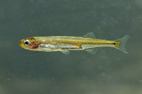 Australian smelt (Retropinna semoni) — Retropinnidae