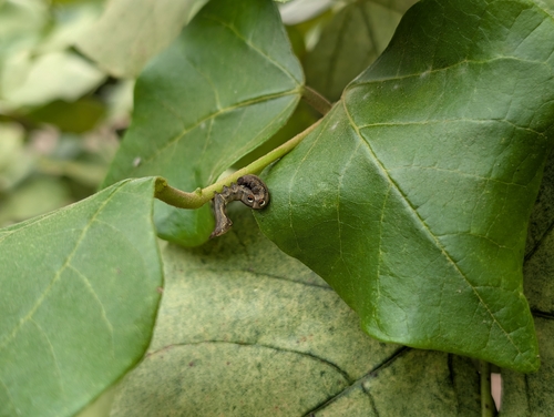 Common Fruit-piercing Moth photo 6