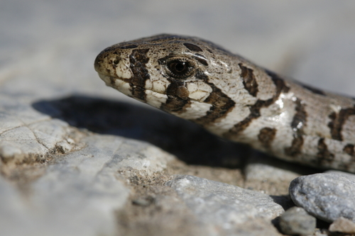 European Glass Lizard