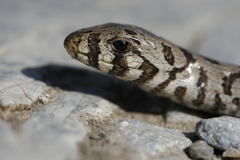 European Glass Lizard photo 2