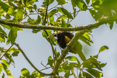 Selenidera maculirostris