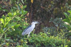 Nycticorax nycticorax