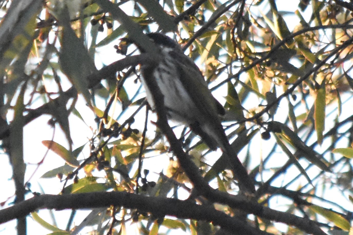 White-fronted Honeyeater (Purnella albifrons), photo 1