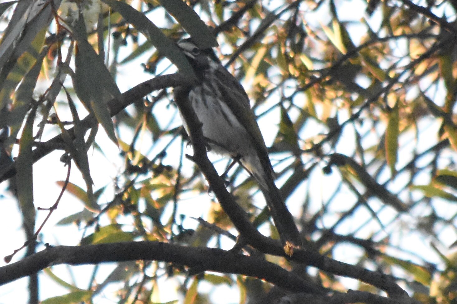 White-fronted Honeyeater (Purnella albifrons), photo 2