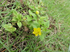 Lysimachia grammica