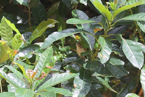 Mouse-brown Sunbird