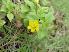 Lysimachia grammica