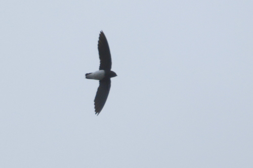 Sabine's Spinetail