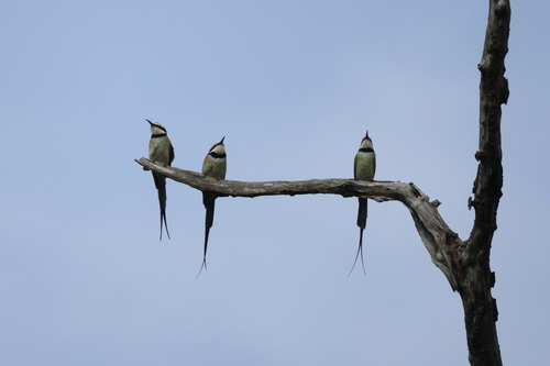 White-throated Bee-eater