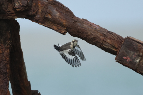 African Pied Wagtail