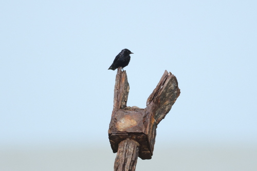White-throated Blue Swallow