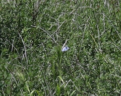 Glaucopsyche lygdamus australis