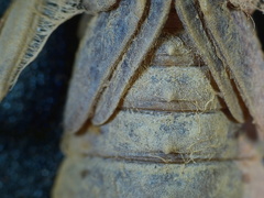 Ophiogomphus colubrinus