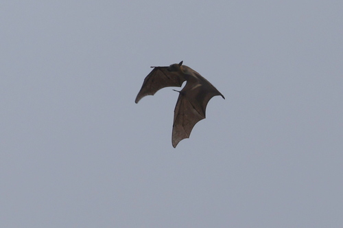 Straw-coloured Fruit Bat