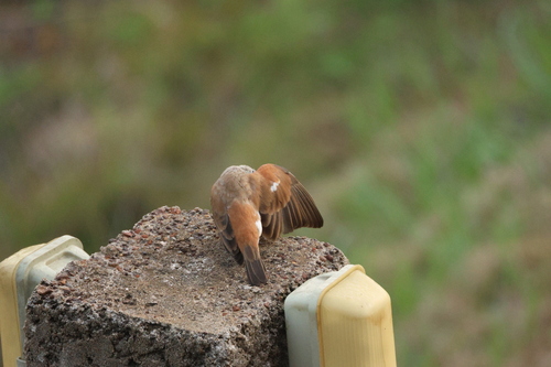 Northern Grey-headed Sparrow