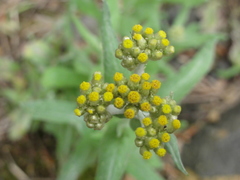 Pseudognaphalium affine