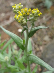 Pseudognaphalium affine