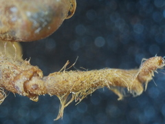 Ophiogomphus colubrinus