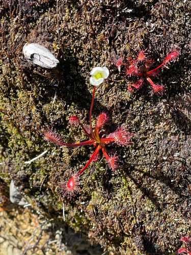 Drosera stenopetala Hook.f. 3