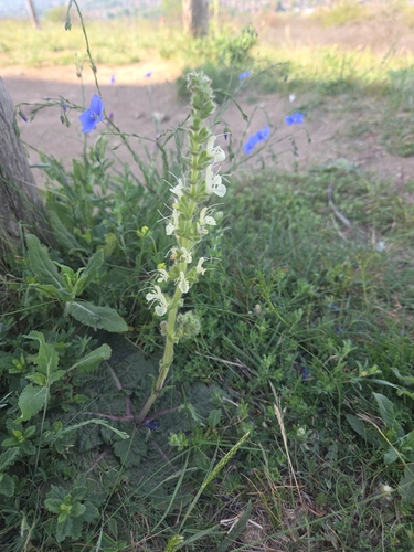Salvia austriaca, photograph 5