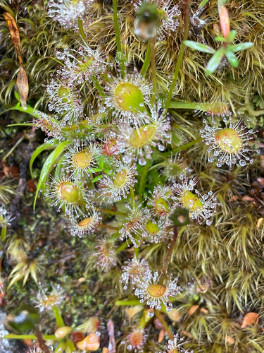 Drosera stenopetala Hook.f. 2