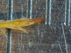 Ophiogomphus colubrinus