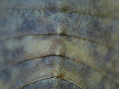 Ophiogomphus colubrinus