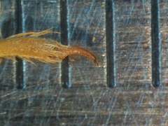 Ophiogomphus colubrinus