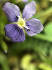 Veronica filiformis