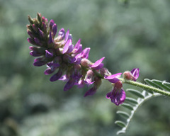Astragalus brauntonii